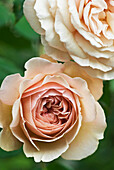 Englische Austin-Rose 'Rosa Leander' (auch 'Auslea'), hellrosa Blüten, Portrait