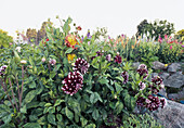 Schmuckdahlien 'Dahlia x pinnata 'Duet' und andere Dahlien und Gladiolen (Gladiolus) im Blumenbeet