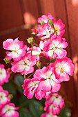 Strauchrose (Rosa moschata) 'Ballerina', Moschusrose, pinke Blüten