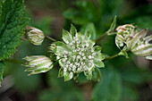 Große Sterndolde (Astrantia major) 'Madeleine van Bennekom', weiße Blüte