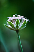 Single flower of a star-flower (Astrantia trifida)