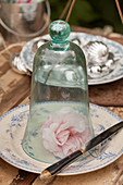 Rose under glass cover on plate decorating table