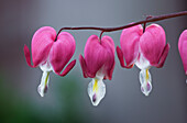 Tränendes Herz (Lamprocapnos spectabilis), Blütenzweig
