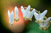 Weiss blühende Kapuzen-Herzblume (Dicentra cucullaria)