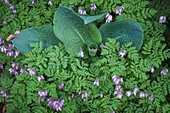 Amerikanische Herzblume (Dicentra formosa), und Blätter der Funkie (Funkia)