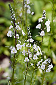 Gentian Speedwell (Veronica Gentianoides)