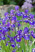 Purple flowering iris (Iris Germanica)