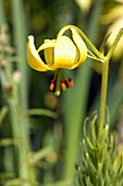 Turk's cap lily (Lilium martagon)