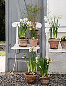 Various daffodils in terracotta pots on garden chairs in the yard