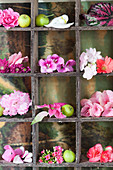 Pale pink and deep pink flowers in display case