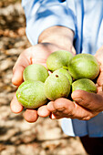 Hands holding green walnuts