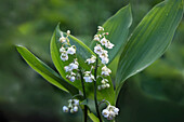 Maiglöckchen, (Convallaria majalis) 'Flore Pleno' im Freien