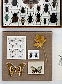 Insektenkasten und Schmetterling-Motive auf einer Leinwand als Wanddeko