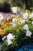 White dwarf bellflower (Campanula cochleariifolia) 'Alba'