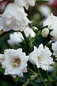 Weisse Nesselblättrige Glockenblume (Campanula trachelium) 'Schneeball'