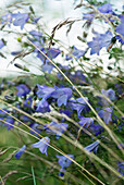 Blaue Pfirsichblättrige Glockenblume (Campanula persicifolia) in Wiese