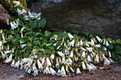 Weiße Birkenblättrige Glockenblume (Campanula betulifolia)