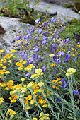Blaue Wiesen-Glockenblume (Campanula patula ssp. Costae), Heidekraut und gelbe Sandstrohblume (Helichrysum aucheri)