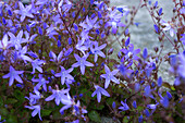 Hängepolster-Glockenblume (Campanula poscharskyana) 'Stella', blaue Blütenzweige