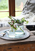 Cuttings in glass jars on a table