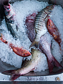 Fresh fish on ice