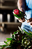 Hände halten Blüte von 'Protea Obtusifolia'