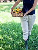 Frau trägt Kiste mit frisch geerntetem Gartengemüse