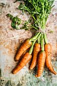 Fresh carrots moistened with water on a brown-green background