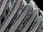 Salmon gill filaments,SEM