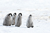 Emperor penguin chicks