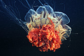 Lion's mane jellyfish