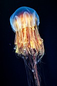 Lion's mane jellyfish