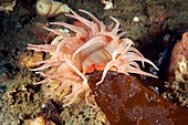 Stomphia sea anemone feeding on a marine plant