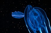 Beroe comb jelly feeding