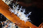 Dendronotus nudibranch