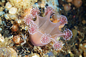 Lucernaria stalked jellyfish