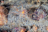 Sea spider