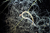 Nematode worm and algal strands,light micrograph