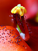 Diascia flower reproductive parts,macrophotograph