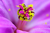 Herb robert flower reproductive parts,macrophotograph