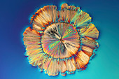 Monosodium glutamate crystals,light micrograph