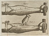 William Harvey's circulation experiment,illustration