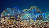 Giant trevally