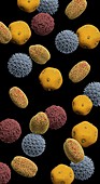 Pollen grains,illustration
