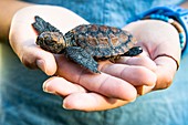Rescued loggerhead turtle hatchling