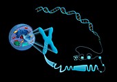 Cellular packaging of DNA,illustration