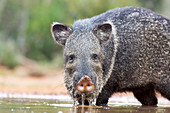 Collared peccary