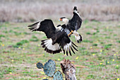 Northern crested caracaras