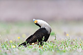 Northern crested caracara displaying