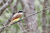 Great kiskadee